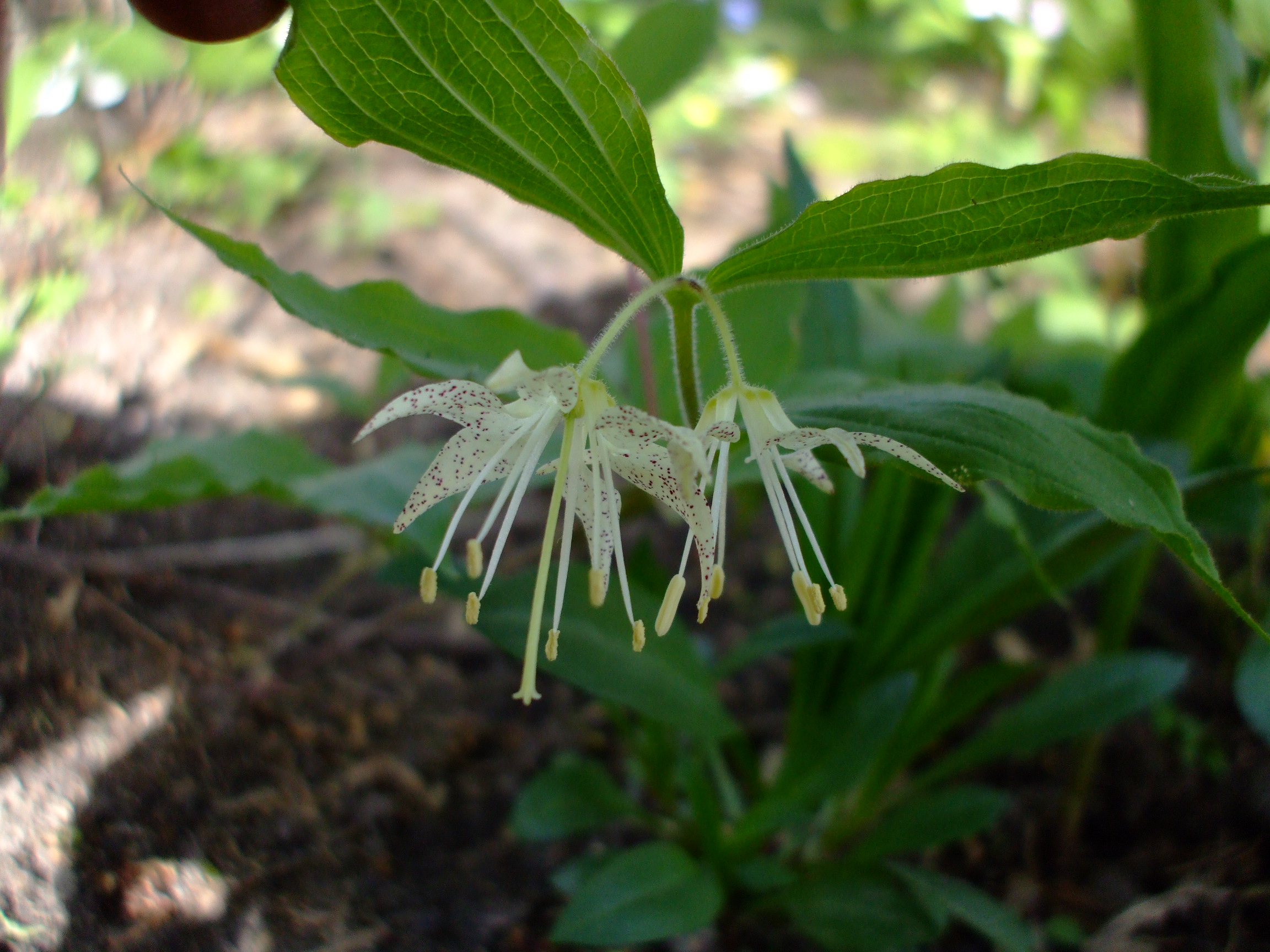 Disporum maculatum